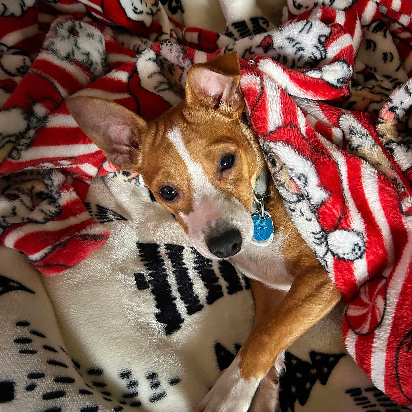 Sherlock is registered to the contest to win money with this photo: animal, blanket, collar, companion, cozy, cute, dog, ears, fur, indoor, patterned_blanket, paw, pet, portrait, red, relaxed, resting, sleepy, warm, white