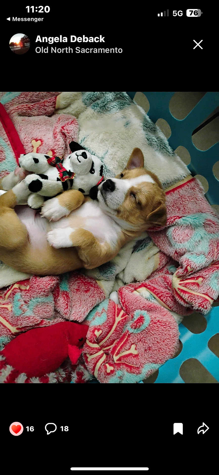Sherlock joined the competition — help win amazing prizes! puppy, dog, sleeping, blanket, plush_toy, basket, cozy, cute, animal, pet, fur, resting, soft, comfort, indoors, young, adorable, snuggling, relaxed, brown_and_white