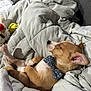 Sherlock is registered to the contest to win money with this photo: puppy, dog, sleeping, bow_tie, blanket, cozy, cute, pet, indoor, resting, fur, small_dog, brown_dog, white_paws, ears, nose, couch, soft, relaxed, adorable