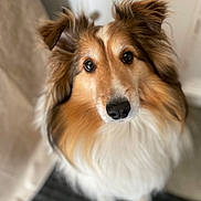 Toccoa joined the competition — help win amazing prizes! dog, shetland_sheepdog, pet, animal, fur, ears, eyes, nose, portrait, cute, fluffy, indoor, looking_up, canine, mammal, whiskers, closeup, domestic_animal, friendly, companion