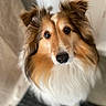 dog, shetland_sheepdog, pet, animal, fur, ears, eyes, nose, portrait, cute, fluffy, indoor, looking_up, canine, mammal, whiskers, closeup, domestic_animal, friendly, companion