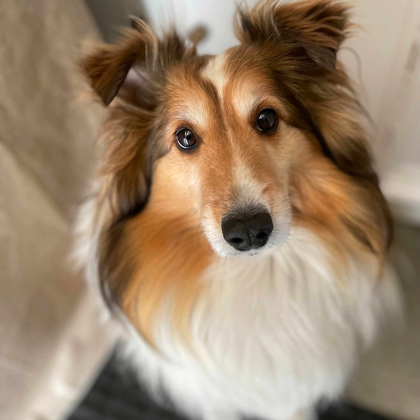 Toccoa joined the competition — help win amazing prizes! dog, shetland_sheepdog, pet, animal, fur, ears, eyes, nose, portrait, cute, fluffy, indoor, looking_up, canine, mammal, whiskers, closeup, domestic_animal, friendly, companion