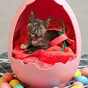 Sasha joined the competition — help win amazing prizes! animal, cat, colorful, cozy, cute, decor, easter_eggs, egg_shaped_bed, holiday_theme, indoor, kitten, pastel_colors, patterned_surface, pet, pink, playful, red_cloth, resting, small_animal, tortoiseshell