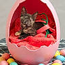 animal, cat, colorful, cozy, cute, decor, easter_eggs, egg_shaped_bed, holiday_theme, indoor, kitten, pastel_colors, patterned_surface, pet, pink, playful, red_cloth, resting, small_animal, tortoiseshell