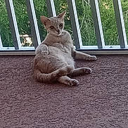 Kitty Ann joined the competition — help win amazing prizes! animal, balcony, cat, ears, feline, fur, greenery, lounging, nature, outdoor, paws, pet, relaxed, resting, shadow, sunlight, tail, texture, vertical_bars, whiskers