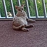 animal, balcony, cat, ears, feline, fur, greenery, lounging, nature, outdoor, paws, pet, relaxed, resting, shadow, sunlight, tail, texture, vertical_bars, whiskers