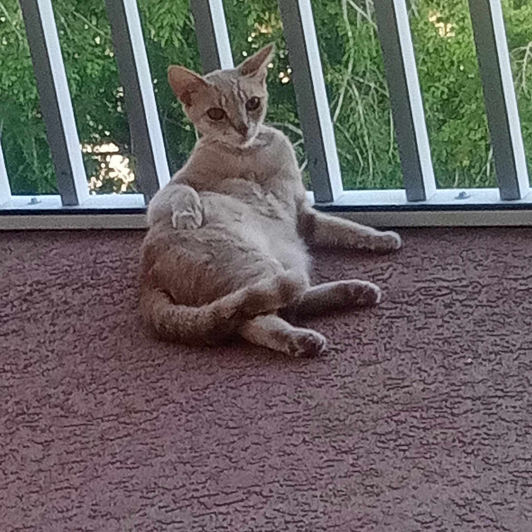 Kitty Ann joined the competition — help win amazing prizes! animal, balcony, cat, ears, feline, fur, greenery, lounging, nature, outdoor, paws, pet, relaxed, resting, shadow, sunlight, tail, texture, vertical_bars, whiskers