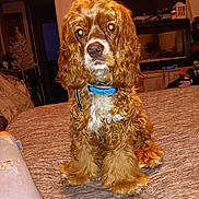 Peaches is registered to the contest to win money with this photo: animal, bed, blanket, brown_dog, collar, companion, cozy, curly_fur, curly_hair, cute, dog, domestic_animal, fur, furniture, household, indoor, living_room, pet, sitting, television