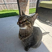 Gus joined the competition — help win amazing prizes! cat, tabby_cat, pet, whiskers, yellow_eyes, outdoor, patio, porch, concrete_floor, wicker_chair, cushion, fence, brick_pillar, shadow, sunlight, grass, tail, looking_up, curious, sitting