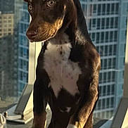 Paco joined the competition — help win amazing prizes! dog, pet, indoor, window, cityscape, table, paw, ears, curious, urban, daylight, brown_dog, white_chest, standing, looking, background, building, glass, modern, animal