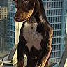 dog, pet, indoor, window, cityscape, table, paw, ears, curious, urban, daylight, brown_dog, white_chest, standing, looking, background, building, glass, modern, animal