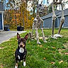 Paco is registered to the contest to win money with this photo: dog, grass, skeleton, halloween, yard, house, trees, autumn, leaves, sky, daytime, pet, animal, decoration, costume, suburban, outdoor, nature, greenery, playful