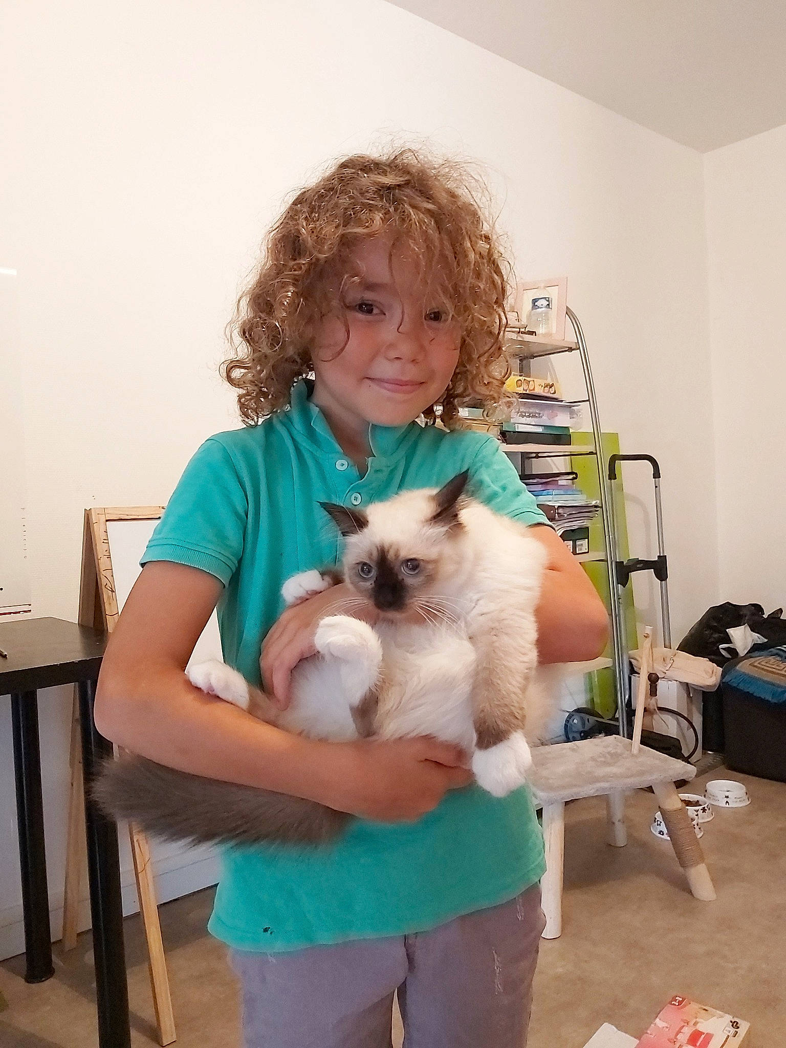 Ilies participe au concours pour gagner de l'argent avec cette photo : balinese, birman, canidae, carnivore, cat, companion_dog, fawn, felidae, himalayan, joy, kitten, mammal, person, ragdoll, siamese, small_to_medium_sized_cats, thai, tonkinese