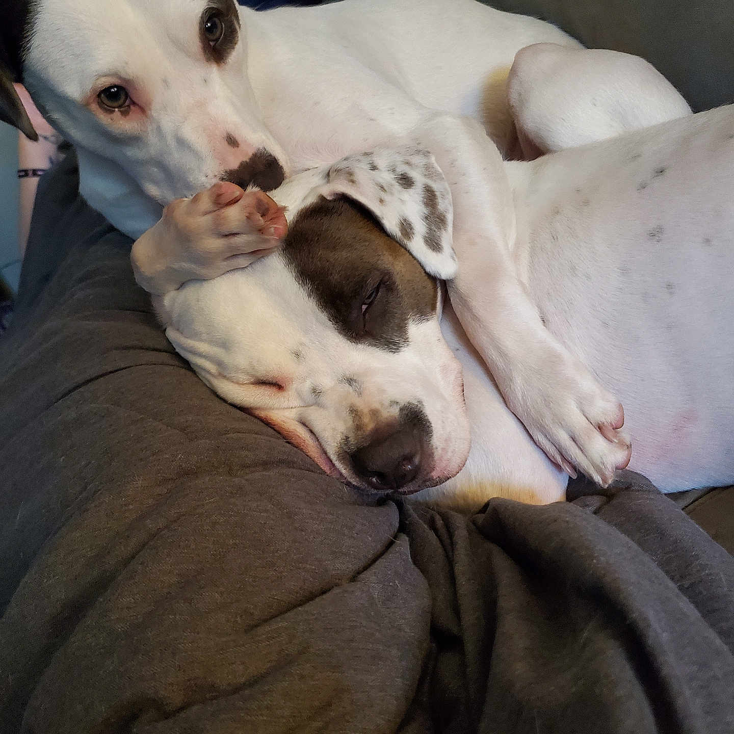 Letty And Olivia is registered to the contest to win money with this photo: animal, brown_spot, closeup, comfort, companion, couch, cozy, cute, dog, domestic_animal, friendship, fur, indoor, paw, pet, relaxing, resting, sleeping, snuggle, white_dog