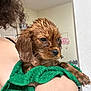 Cinnamon is registered to the contest to win money with this photo: puppy, dog, wet, towel, curly_hair, person, indoor, bath_time, close_up, brown_dog, pet, cute, animal, holding, fur, canine, small_dog, young_dog, domestic_animal, companion