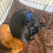 Cinnamon is registered to the contest to win money with this photo: dog, black_dog, golden_dog, sleeping, pet_bed, crate, indoor, resting, fur, collar, cozy, animal, companion, cute, domestic_animal, friendship, paw, quiet, relaxation, brown_bed