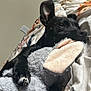 black_dog, stuffed_animal, bed, blanket, cozy, cuddling, ear, fur, indoor, laying_down, looking_away, paw, pet, plush_toy, resting, sleepy, toy, upward_ear, warm, white_paw