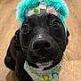 dog, black_dog, party_hat, bandana, close_up, indoor, wooden_floor, pet, cute, animal, face, whiskers, nose, eyes, celebration, costume, fun, adorable, looking_up, fur