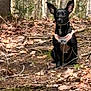 Luna is registered to the contest to win money with this photo: dog, black_dog, forest, leaves, branches, harness, outdoor, animal, nature, pet, canine, sitting, ears_up, woodland, fall, ground, tree_trunks, quiet, cute, adventure