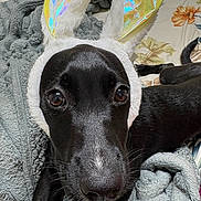 Luna joined the competition — help win amazing prizes! dog, black_dog, bunny_ears, costume, blanket, bedspread, pet, animal, cute, indoors, close_up, fur, whiskers, bed, relaxed, looking_at_camera, soft_texture, ears, nose, sleepy