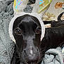 dog, black_dog, bunny_ears, costume, blanket, bedspread, pet, animal, cute, indoors, close_up, fur, whiskers, bed, relaxed, looking_at_camera, soft_texture, ears, nose, sleepy