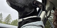 Luna joined the competition — help win amazing prizes! dog, black_dog, hoodie, car_interior, window, seatbelt, collar, side_view, pine_trees, overcast_sky, pet, animal, fur, ears, nose, looking_up, road_trip, casual_clothing, gray_hoodie, travel
