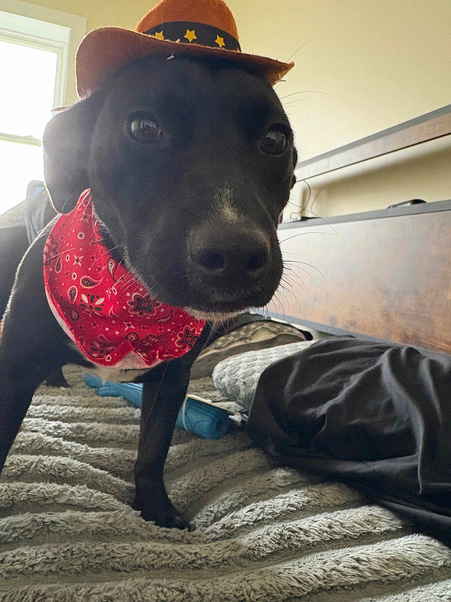 Luna joined the competition — help win amazing prizes! dog, black_dog, bandana, cowboy_hat, pet, animal, indoors, bed, blanket, furniture, window, toy, close_up, cute, portrait, domestic_animal, companion, fur, whiskers, canine