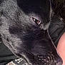 Luna joined the competition — help win amazing prizes! dog, black_dog, close_up, side_profile, fur, resting, pet, animal, canine, snout, whiskers, eye, nose, person, clothing, text_on_shirt, casual, indoor, calm, intimate_moment