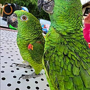 Pookie participe au concours pour gagner de l'argent avec cette photo : art, beak, bird, event, feather, green, hat, macaw, magenta, natural_material, parakeet, parrot, plant, sharing, terrestrial_animal, terrestrial_plant, wildlife, wing