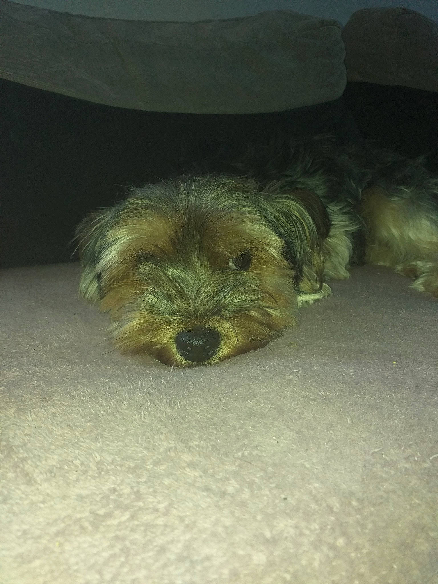 Chipette participe au concours pour gagner de l'argent avec cette photo : border_terrier, canidae, carnivore, companion_dog, dog, dog_breed, glen_of_imaal_terrier, mammal, morkie, norfolk_terrier, norwich_terrier, puppy, schnoodle, small_terrier, snout, sporting_lucas_terrier, terrier, toy_dog, yorkipoo, yorkshire_terrier