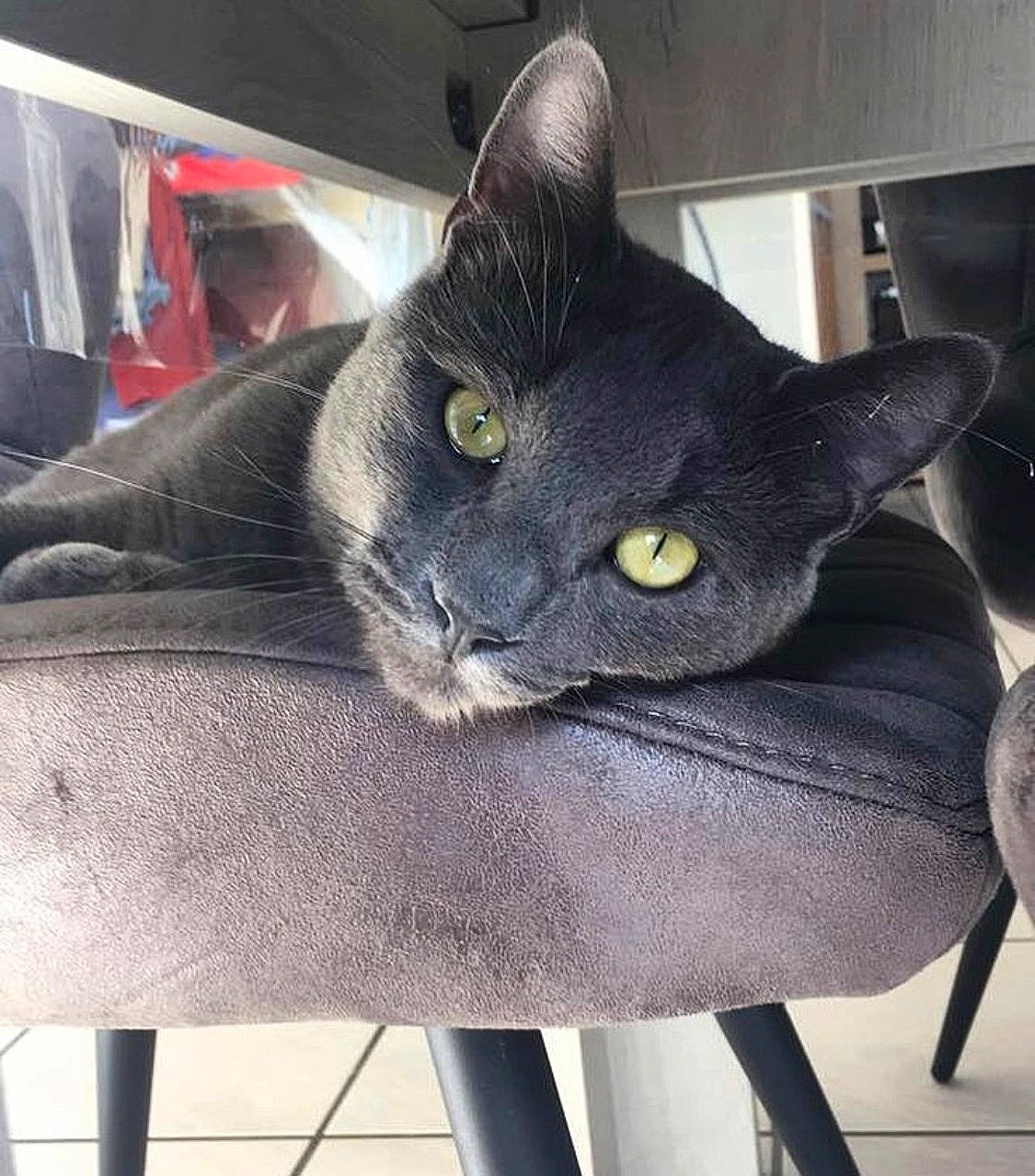 Pao a rejoint le concours — aidez-le/la à gagner de superbes lots ! asian, black_cat, british_shorthair, burmese, carnivore, cat, chartreux, domestic_short_haired_cat, ear, eye, felidae, kitten, korat, nebelung, russian_blue, small_to_medium_sized_cats, snout, whiskers