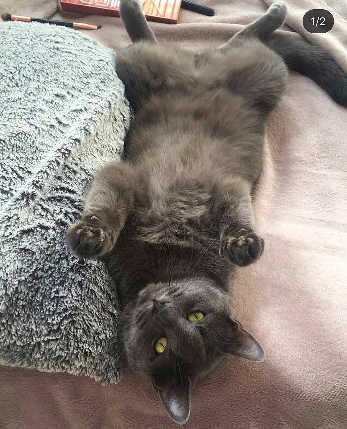 Pao participe au concours pour gagner de l'argent avec cette photo : black_cat, british_shorthair, carnivore, cat, chartreux, claw, domestic_short_haired_cat, felidae, fur, kitten, korat, nebelung, russian_blue, small_to_medium_sized_cats, tail, whiskers