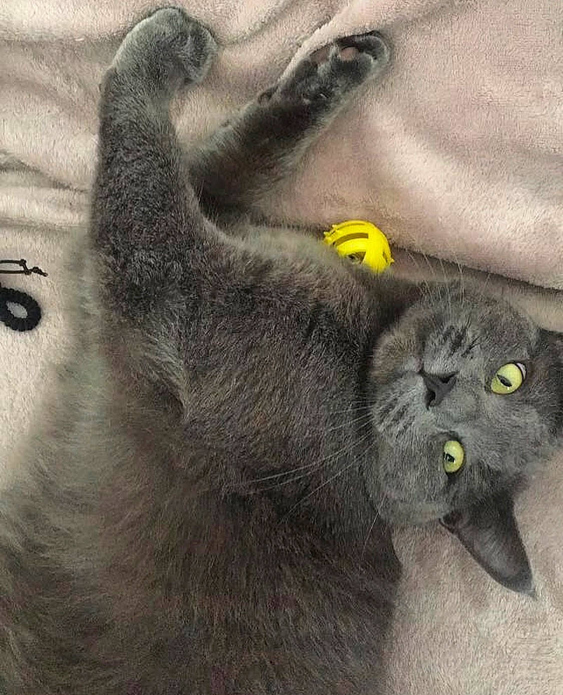 Pao a rejoint le concours — aidez-le/la à gagner de superbes lots ! black_cat, british_longhair, british_shorthair, carnivore, cat, chartreux, felidae, korat, nebelung, russian_blue, small_to_medium_sized_cats, snout, whiskers