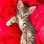 Misty joined the competition — help win amazing prizes! kitten, tabby, cat, feline, pet, cute, animal, young, sleepy, paw, fur, whiskers, indoor, blanket, red, cozy, resting, relaxed, soft, small