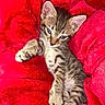 kitten, tabby, cat, feline, pet, cute, animal, young, sleepy, paw, fur, whiskers, indoor, blanket, red, cozy, resting, relaxed, soft, small