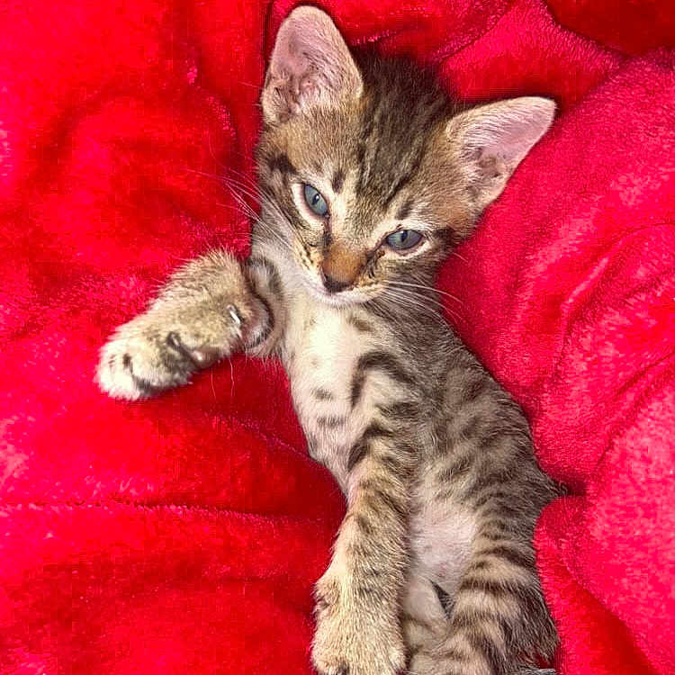 Misty joined the competition — help win amazing prizes! kitten, tabby, cat, feline, pet, cute, animal, young, sleepy, paw, fur, whiskers, indoor, blanket, red, cozy, resting, relaxed, soft, small