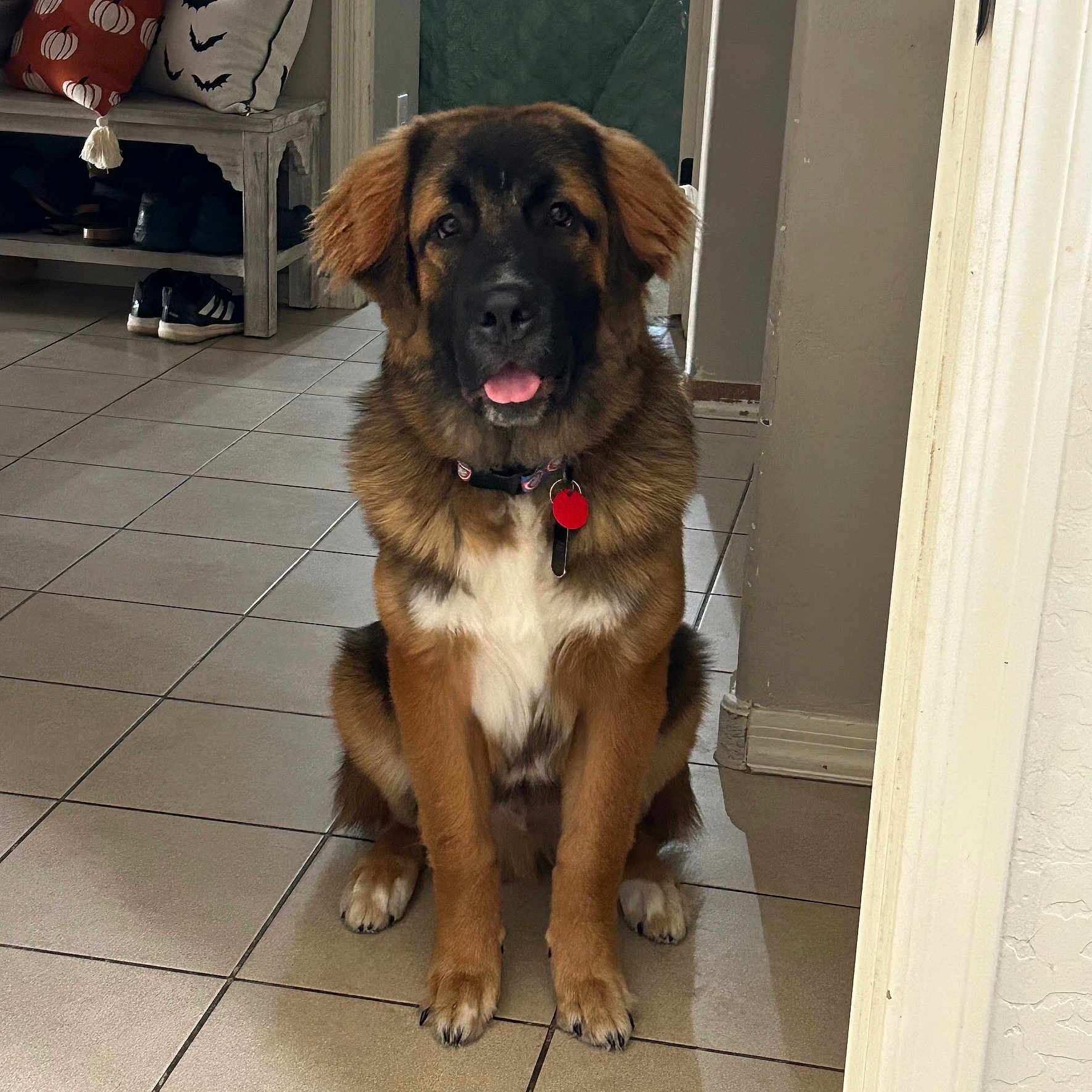 Murphy is registered to the contest to win money with this photo: accessories, animal, bag, canine, clothing, desk, dog, door, footwear, furniture, germanshepherd, goldenretriever, handbag, hound, indoors, interiordesign, pet, puppy, shoe, table