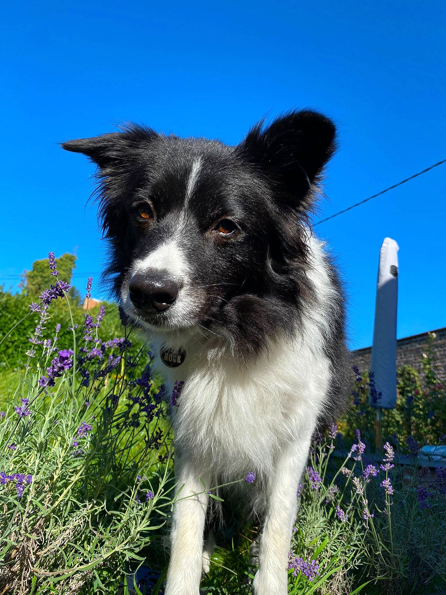 Rheyli a rejoint le concours — aidez-le/la à gagner de superbes lots ! canidae, carnivore, collar, companion_dog, dog, dog_breed, dog_collar, flower, grass, herb, herbaceous_plant, herding_dog, plant, sky, snout, sporting_group, tail, whiskers, working_animal, working_dog