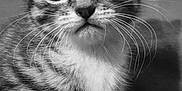 Dolly is registered to the contest to win money with this photo: kitten, cat, close_up, black_and_white, whiskers, fluffy, cute, young, pet, animal, feline, portrait, soft_focus, indoor, small, mammal, tabby, sitting, innocent, fur