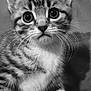 kitten, cat, close_up, black_and_white, whiskers, fluffy, cute, young, pet, animal, feline, portrait, soft_focus, indoor, small, mammal, tabby, sitting, innocent, fur