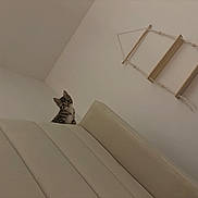 Dolly is registered to the contest to win money with this photo: kitten, cat, tabby, couch, furniture, indoor, wall, shelf, wooden, curious, pet, animal, young, head, peeking, beige, minimalist, home, cozy, cute