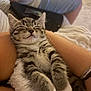 Dolly joined the competition — help win amazing prizes! kitten, cat, sleeping, fluffy, blanket, arms, indoor, cozy, tabby, pet, relaxed, person, shorts, laptop, comfort, resting, cute, animal, nap, fur