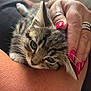 Dolly joined the competition — help win amazing prizes! kitten, cat, tabby, pet, animal, furry, close_up, hand, nails, pink_nails, human, skin, comfort, cuddle, relaxation, domestic, cute, young, feline, rest