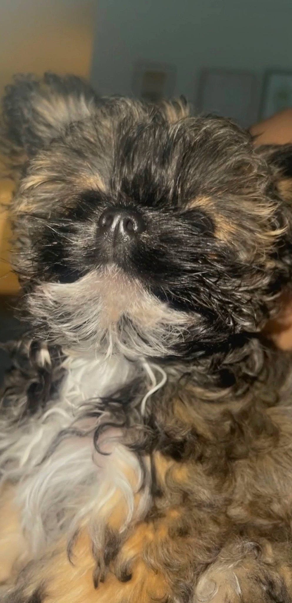 Cookie joined the competition — help win amazing prizes! canidae, carnivore, close_up, companion_dog, dog, dog_breed, fur, liver, maltepoo, non_sporting_group, shih_poo, shih_tzu, small_terrier, snout, sporting_group, terrestrial_animal, terrier, toy_dog, whiskers, working_animal