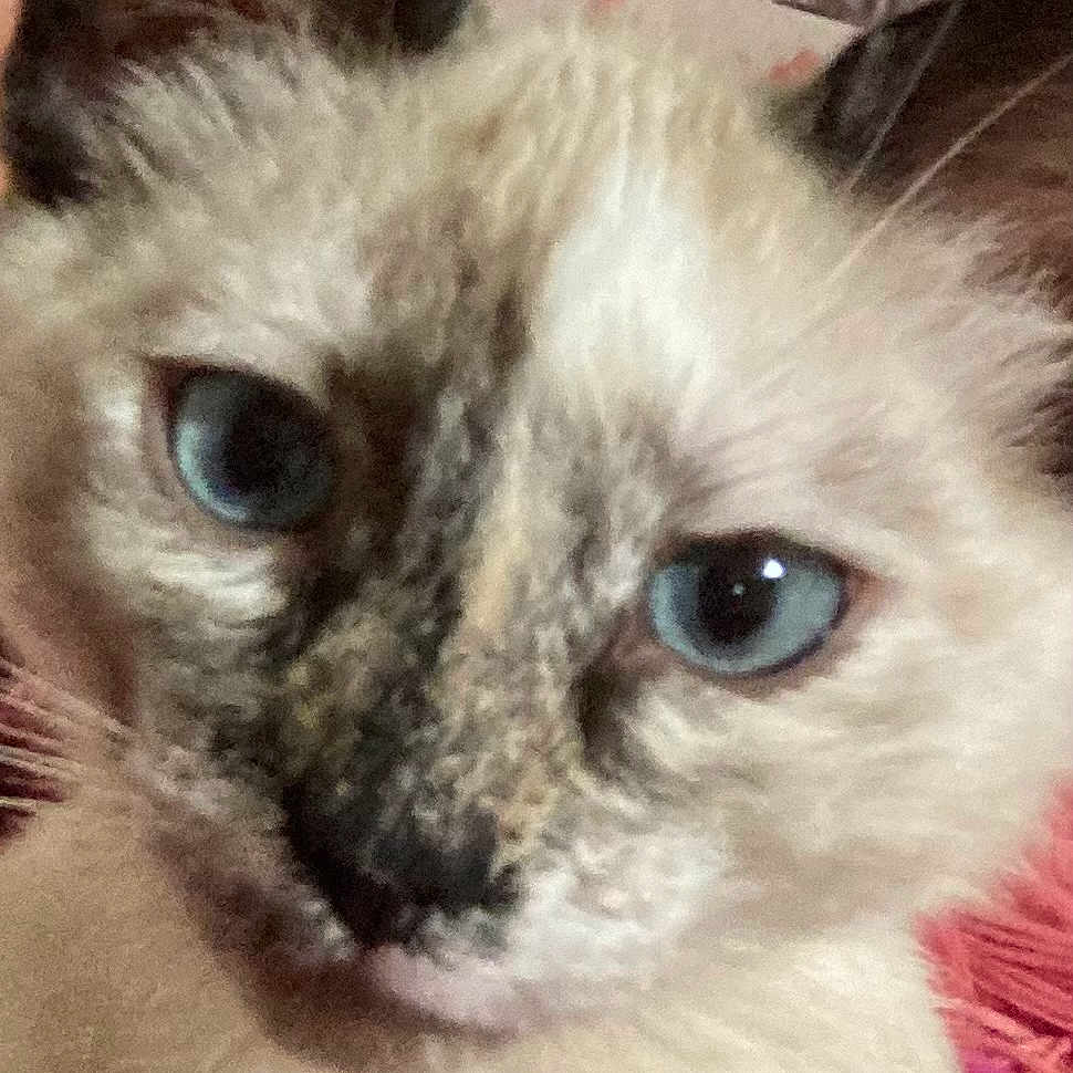 Lucy joined the competition — help win amazing prizes! animal, blue_eyes, cat, close_up, curious, cute, domestic_animal, ears, face, feline, fur, indoor, looking, mammal, nose, pet, portrait, soft, whiskers, young