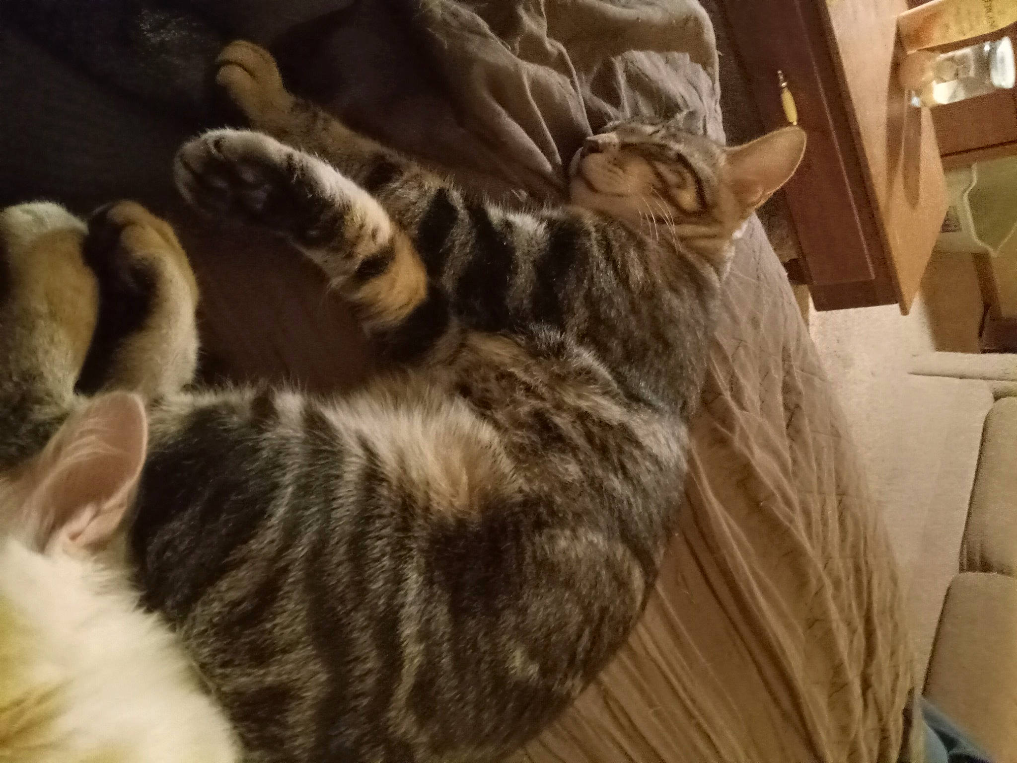 Tiger is registered to the contest to win money with this photo: carnivore, cat, claw, comfort, domestic_short_haired_cat, ear, felidae, fur, gesture, nap, paw, room, small_to_medium_sized_cats, snout, tail, whiskers