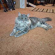 Smoky is registered to the contest to win money with this photo: cat, gray_cat, fluffy, carpet, indoor, furniture, striped_rug, pet, animal, relaxed, lying_down, domestic_cat, curious, home, cozy, floor, mammal, whiskers, tail, ears