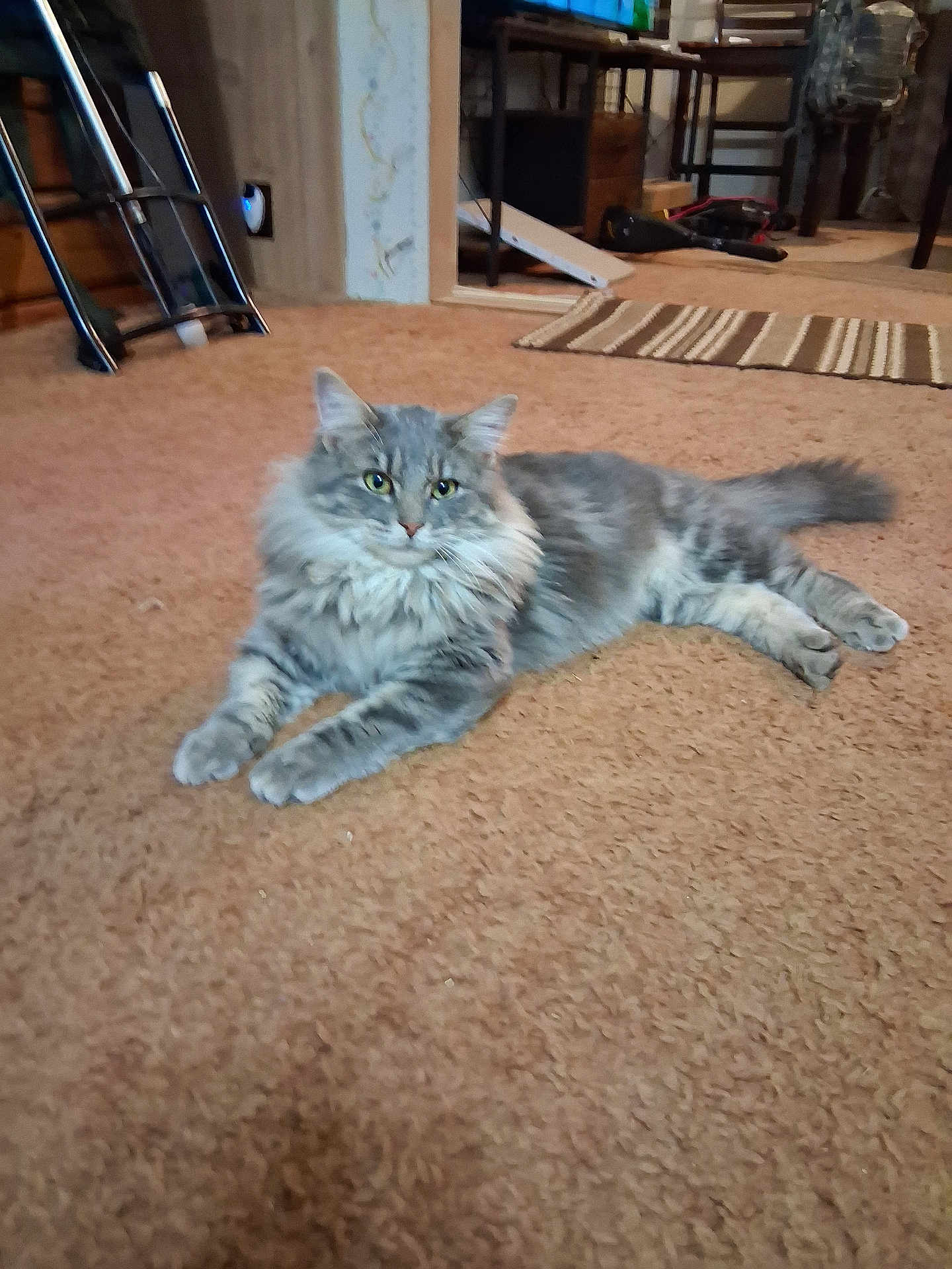 Smoky is registered to the contest to win money with this photo: cat, gray_cat, fluffy, carpet, indoor, furniture, striped_rug, pet, animal, relaxed, lying_down, domestic_cat, curious, home, cozy, floor, mammal, whiskers, tail, ears