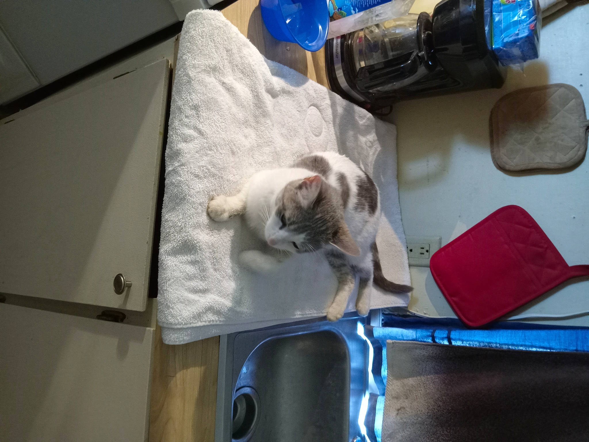 Patches joined the competition — help win amazing prizes! canidae, carnivore, comfort, companion_dog, dog, dog_breed, fawn, felidae, paw, pet_supply, small_to_medium_sized_cats, snout, sporting_group, tail, toy_dog, whiskers