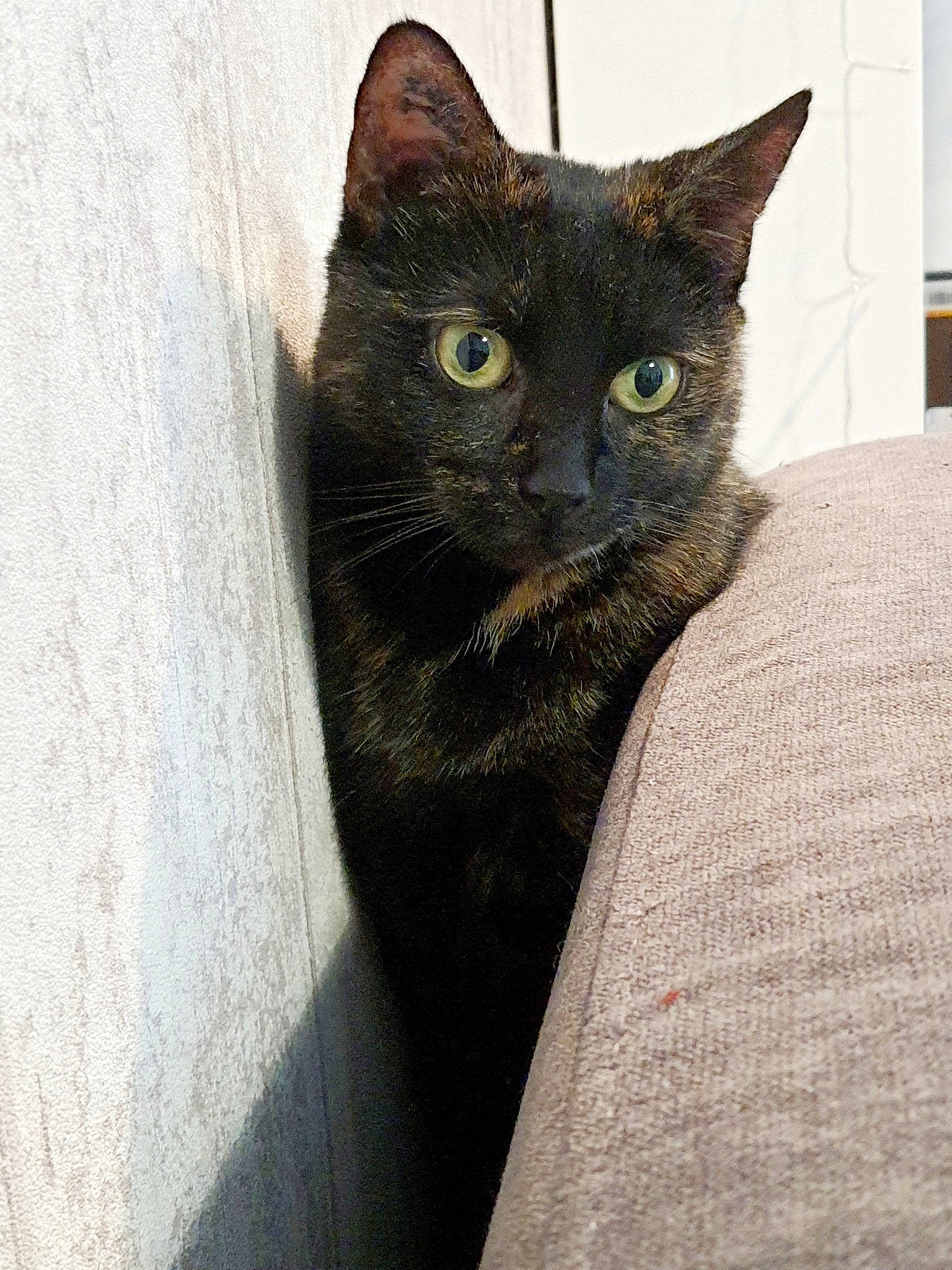 Bastet a rejoint le concours — aidez-le/la à gagner de superbes lots ! carnivore, cat, cat_supply, domestic_short_haired_cat, felidae, fur, grey, small_to_medium_sized_cats, snout, whiskers